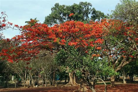 Royal Poinciana Trees for Sale - Buying & Growing Guide - Trees.com