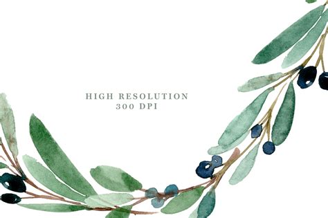 Olive Branch Watercolor at GetDrawings | Free download