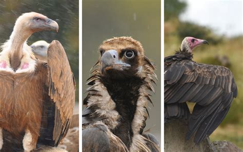 Gulper, ripper and scrapper: anatomy of the neck in three species of ...