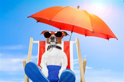 Umbrella, hammock chair, dog, Beaches - Dogs wallpapers: 5360x3573