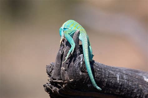 The Back Side of an Eastern Collared Lizard in Breeding Colors Stock Photo - Image of male, wood ...