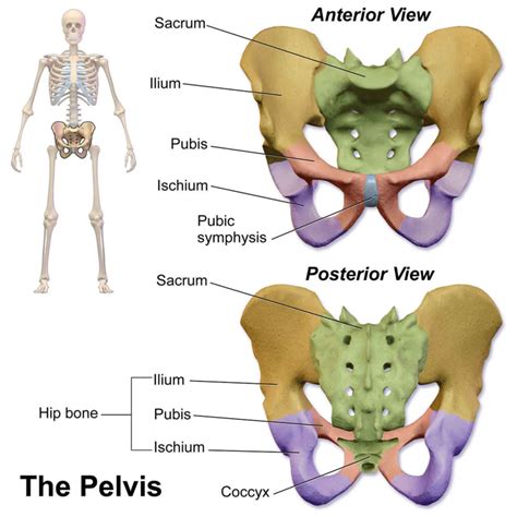 Symphysis pubis dysfunction causes, symptoms, diagnosis & treatment