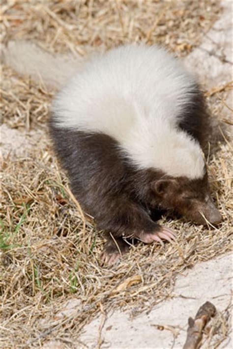 Hog-nosed Skunk Pictures and Photos - Photography - Bird | Wildlife ...