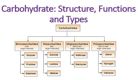 Carbohydrate: Structure, Functions and Types | Structure and function ...