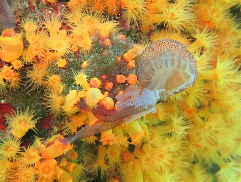 Corals Cooperate to Hunt Stinging Jellyfish | Sci.News