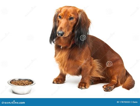 Dachshund and food stock image. Image of hound, friendly - 17870333