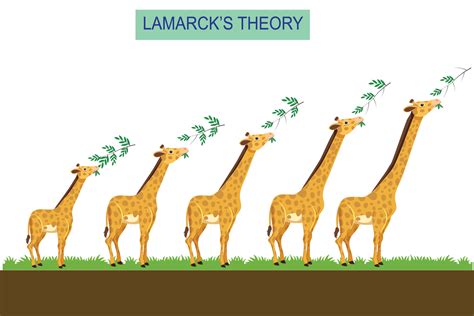 Lamarck's theory of evolution of giraffe's neck during their lifetime. 28337937 Vector Art at ...