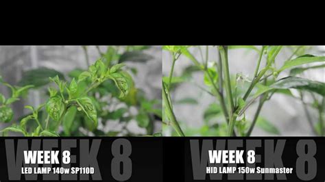 LED vs HID Grow Lights - The Chilli Battle week 8 - YouTube