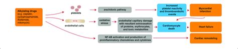 | Cellular and molecular mechanisms of the cardiotoxic effects exerted ...