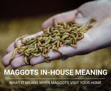 Maggots In-House Meaning: Spiritual Symbolism And Meaning