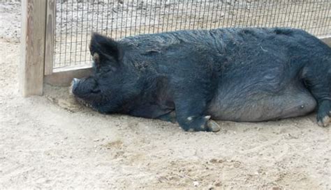 Guinea Hogs - Hobby Farms