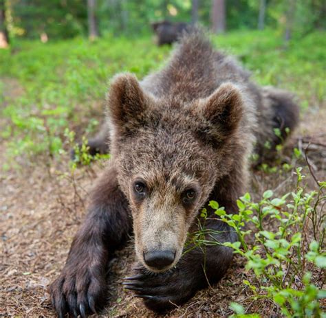 Wild Brown Bear Cub Looking at Camera Close-up Wide Angle. Cub of Brown ...