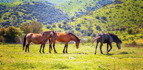 Where do horses live habitat