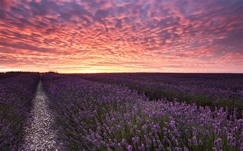 field, Sunset, Lavender, Landscape Wallpapers HD / Desktop and Mobile Backgrounds