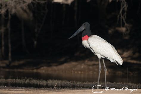 Marcel Huijser Photography | Brazilian birds: Jabiru (Jabiru mycteria), Pantanal, Mato Grosso do ...