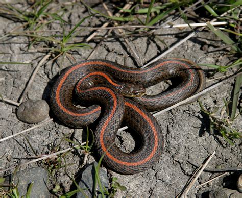 Northwestern Garter Snake (Thamnophis ordinoides), adult, red-striped ...