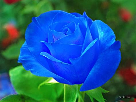 Blue Rose With Green Leaf HD Wallpaper | Beautiful rose flowers, Blue ...