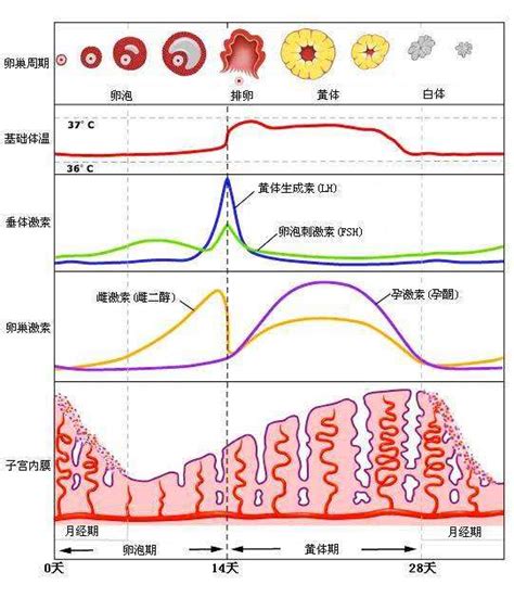 女性备孕流程图-备孕检查及注意事项-女性生活