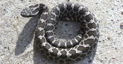 Michigan's lone venomous snake may get federal protection