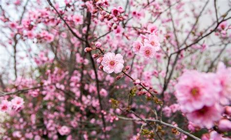 Plum Blossoms in Japan: Best Places for 2024 | JRailPass