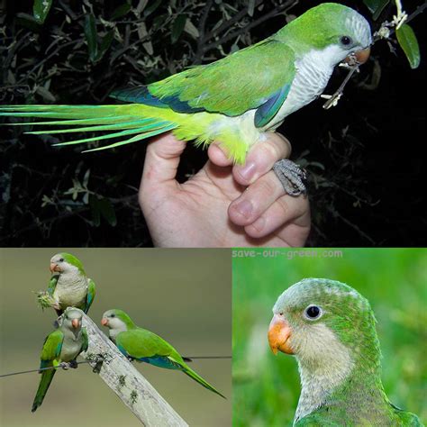 Monk parakeet - Save Our Green