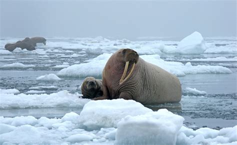 Pacific Walrus with pup on Chukchi Sea ice flow_Sarah Sonsthagen, USGS (Public Domain)_SMALL