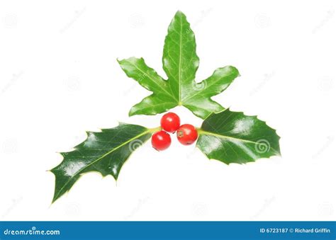 Holly And Ivy Royalty Free Stock Photography - Image: 6723187