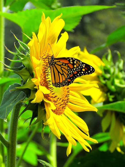 HD wallpaper: sunflower, farm, butterfly, monarch, field, summer, nectar | Wallpaper Flare