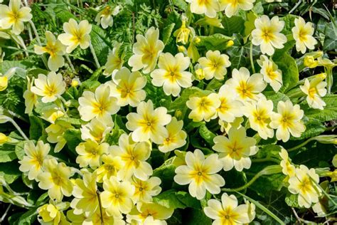 Primrose Birth Flower: Appreciate The Sacred Flower Symbolism - Plantisima