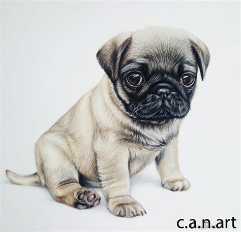 Pug Draw