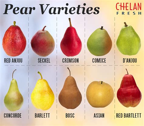 Pear Varieties in Different Colors