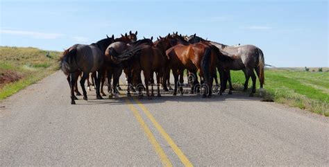 First Meeting a New Horse with the Others Stock Image - Image of ...