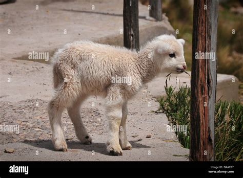 Baby llama in Peru Stock Photo: 65865743 - Alamy