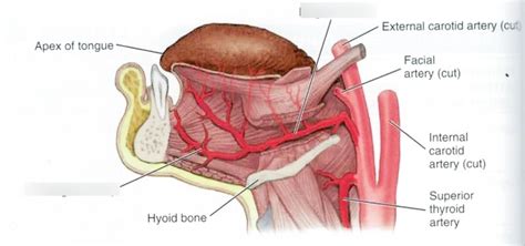 Lingual Artery Diagram | Quizlet