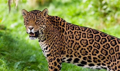 Rainforest Animals Facts Jaguar