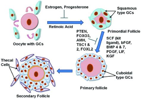 Primordial Follicle Model