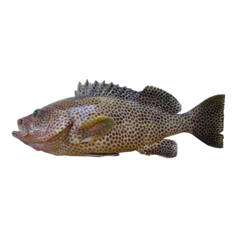 Hamour Fish 1 kg - Buy Online