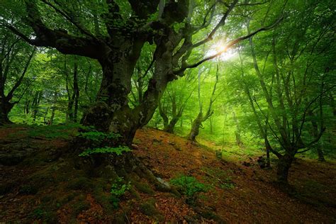 Old beeches by my-shots on DeviantArt