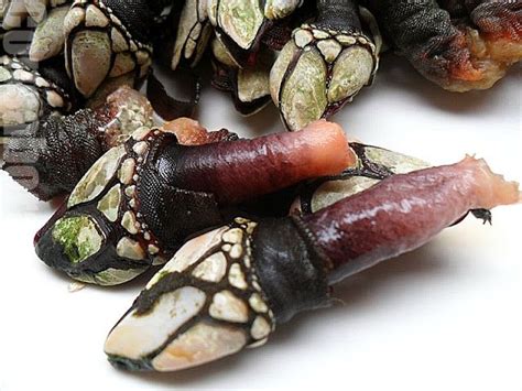 Percebes gallegos Eggplant, Tapas, Fish, Vegetables, Luxury, Romantic ...