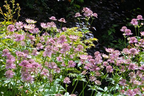 Astrantia major 'Florence' – Ballyrobert Gardens