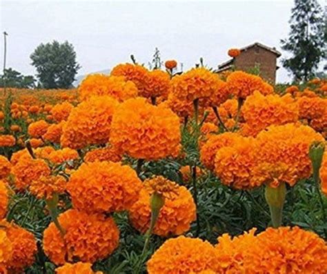 many orange flowers are growing in the field