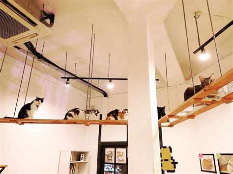 The Cat Cafe @ Bugis Village