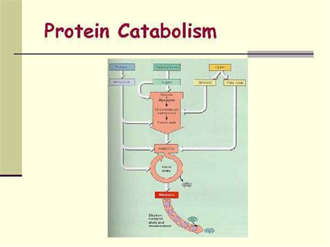 Microbial physiology Microbial metabolism Enzymes Nutrition Bioenergetics Bacterial