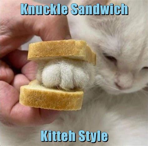 Knuckle Sandwich - Lolcats - lol | cat memes | funny cats | funny cat pictures with words on ...