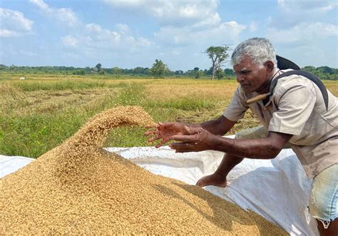 Agriculture Farms In Sri Lanka