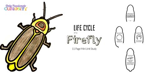 Life Cycle of a Firefly - Only Passionate Curiosity