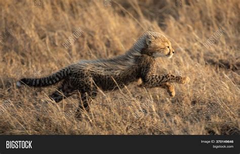 Small Baby Cheetah Image & Photo (Free Trial) | Bigstock