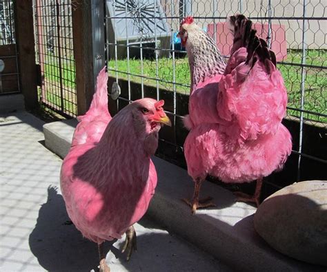 Two Bright Pink Chickens Rescued on the Waterfront in Portland, Oregon ...