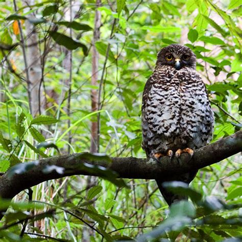 Stream Powerful Owl and Bassian Thrush - Pre-dawn in the Royal National Park, Sydney by Wild ...