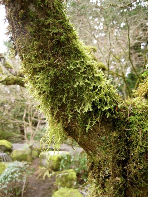 Lichen | Outdoor inspirations, Tree, Plants